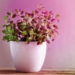 Paulmann LED-plantepære E27 Grow Green 6,5W